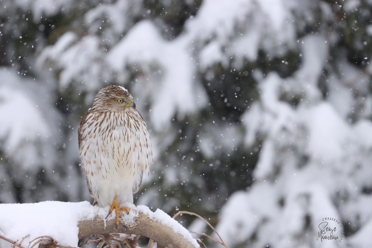 Cooper's Hawk - Serge Morneau