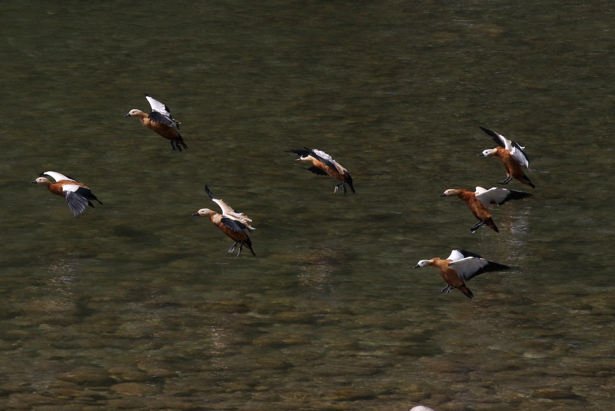 Ruddy Shelduck - ML417570481