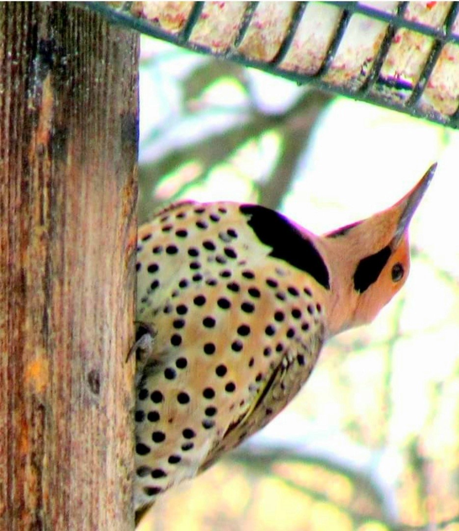 Northern Flicker - ML417571511