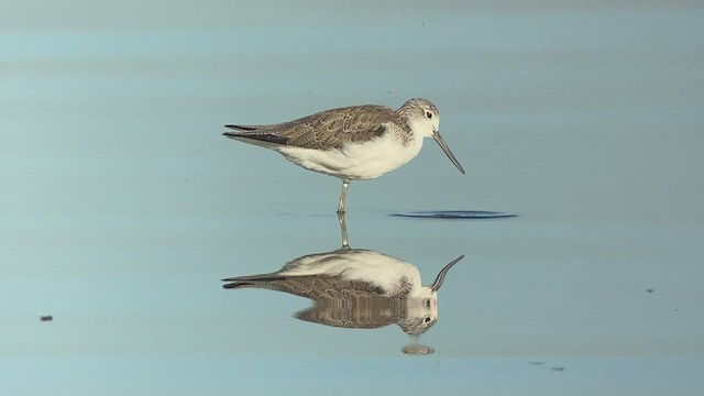 Common Greenshank - ML417571951