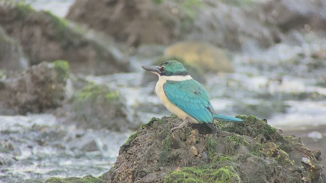 Collared Kingfisher - ML417572141