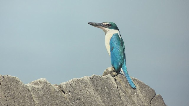 Collared Kingfisher - ML417572161