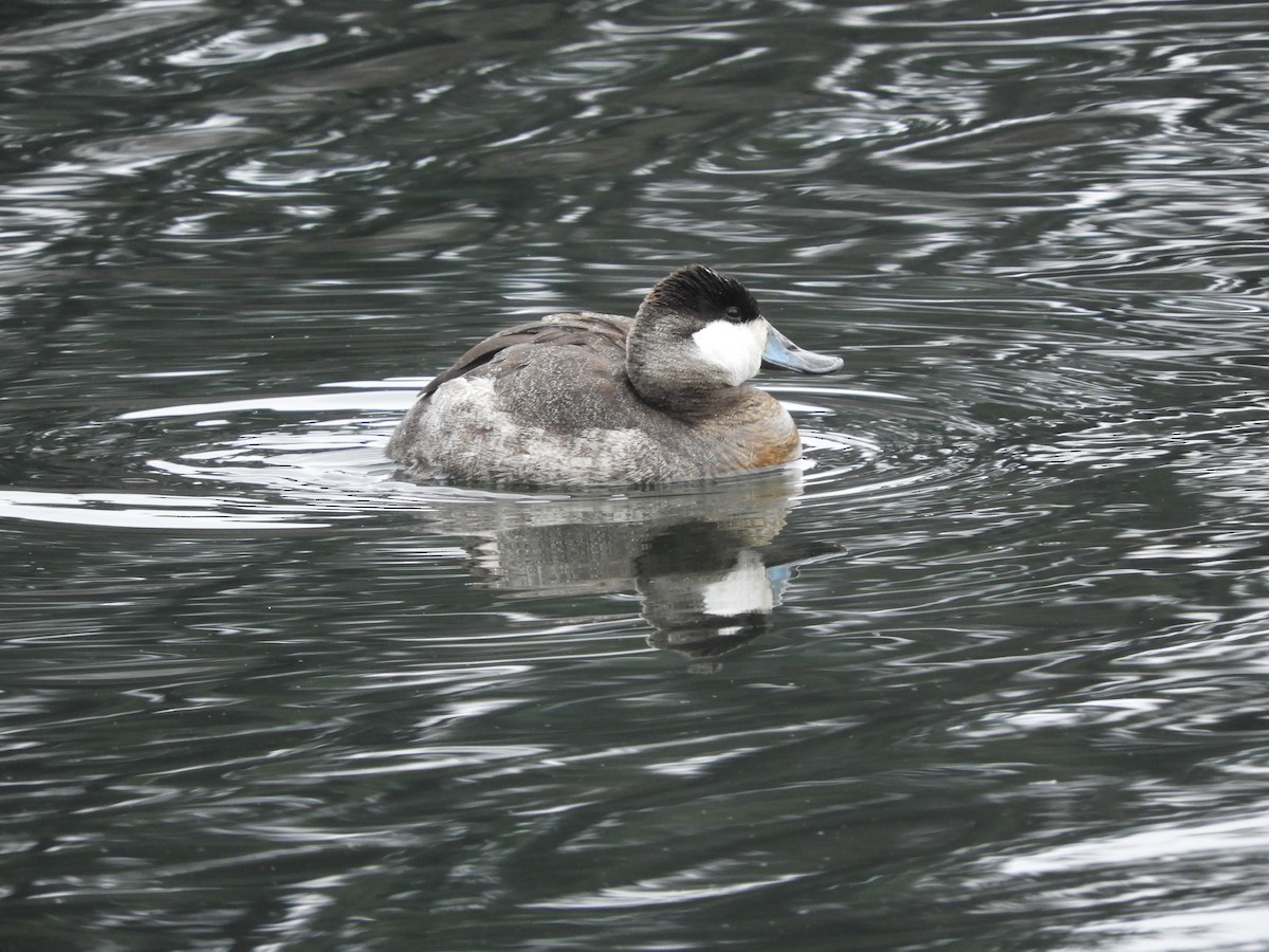 Ruddy Duck - Cherie St.Ours