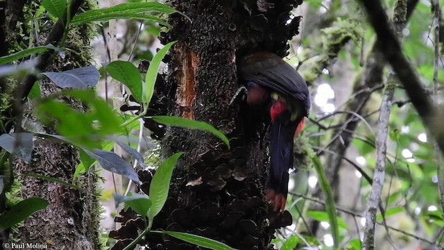 Gray-breasted Mountain-Toucan - ML417572761