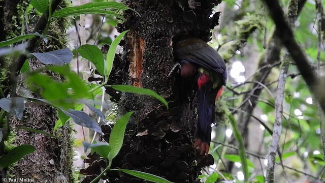 Gray-breasted Mountain-Toucan - ML417572761