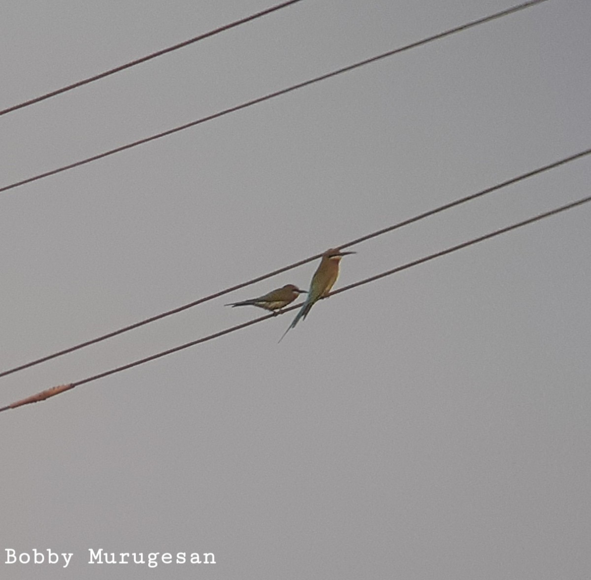 Blue-tailed Bee-eater - ML417573161