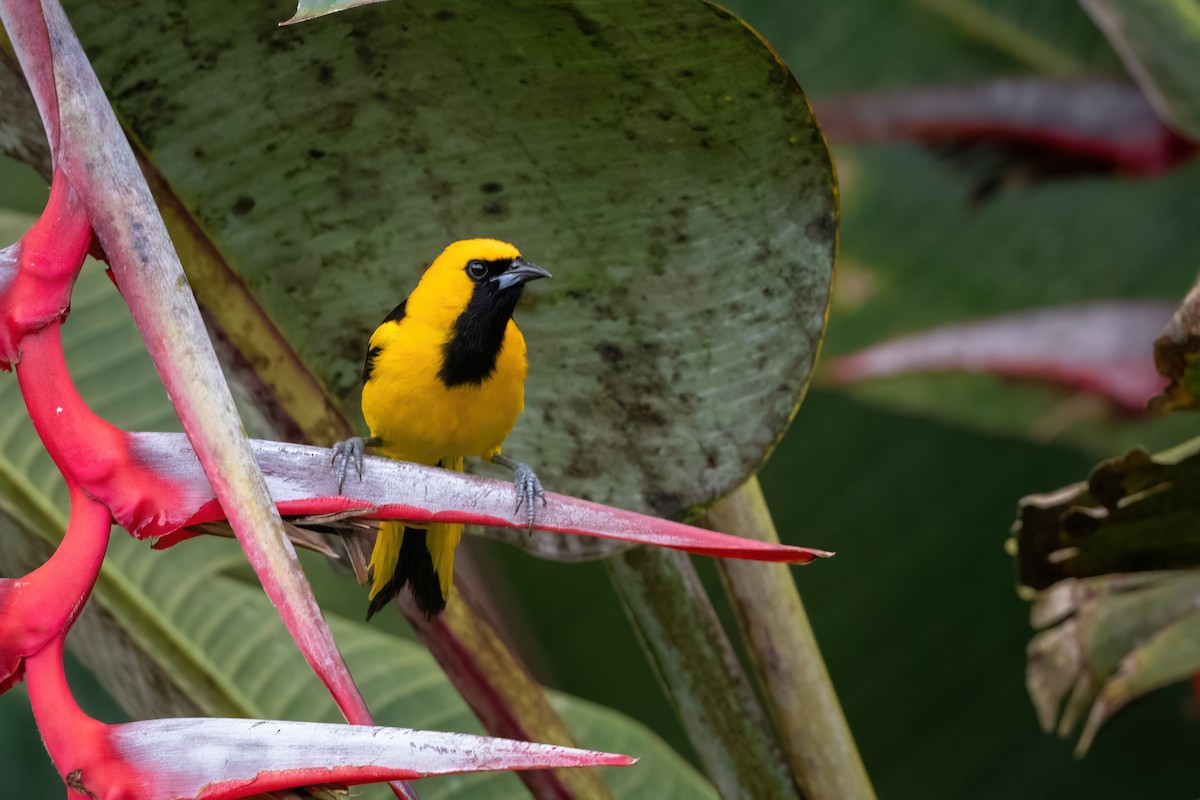 Yellow-tailed Oriole - ML417573401