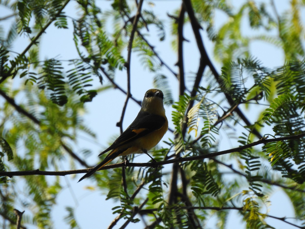 Minivet Colilargo - ML417573601