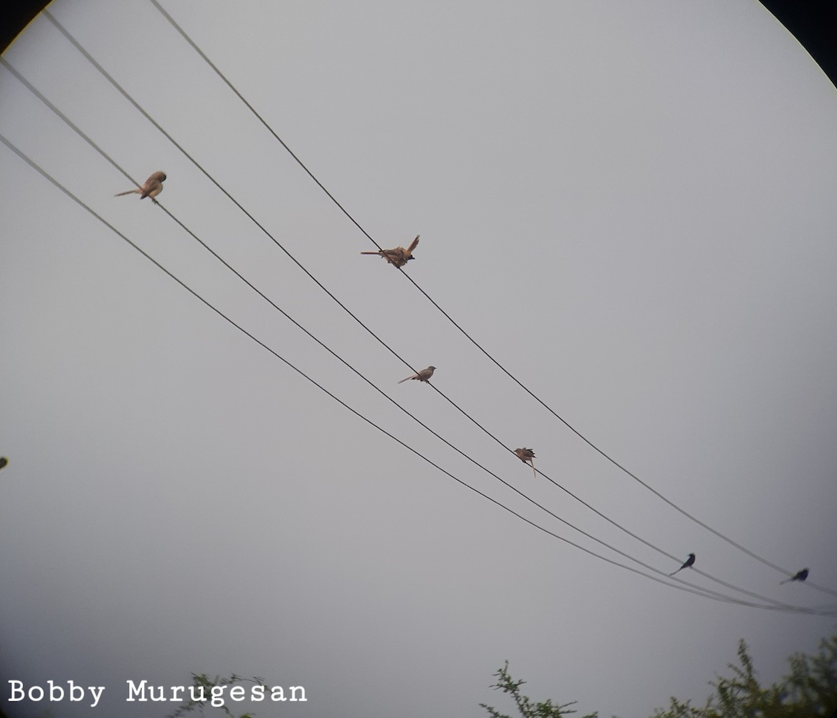 Large Gray Babbler - ML417573701