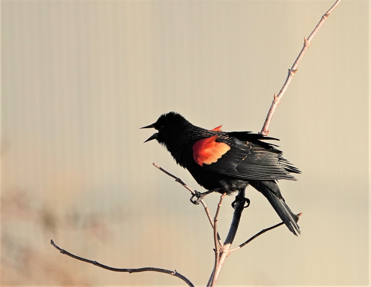 Red-winged Blackbird - ML417573901