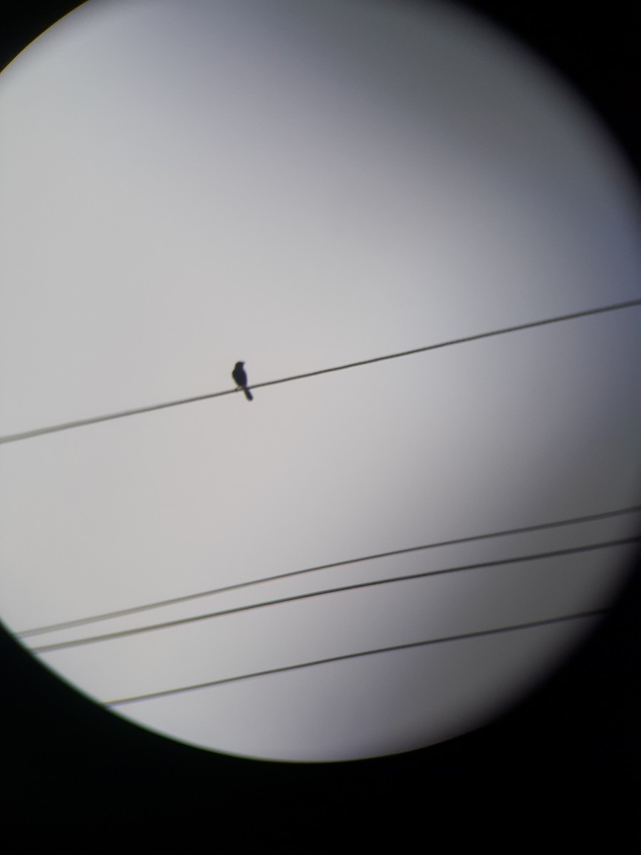 Pied Bushchat - ML417574001