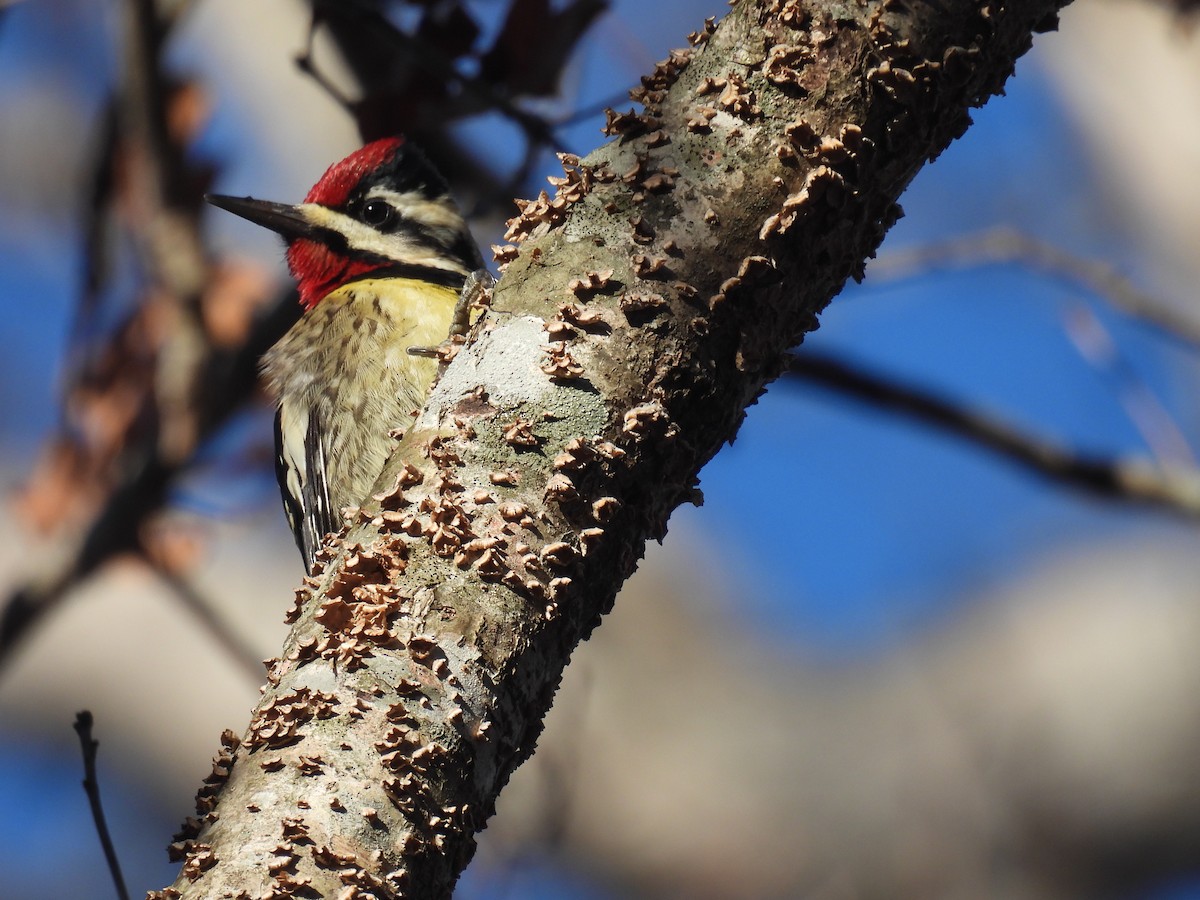 Yellow-bellied Sapsucker - ML417575261