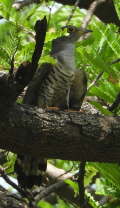 Indian Cuckoo - ML417575891