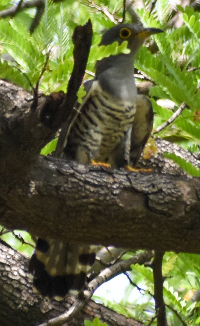 Indian Cuckoo - ML417575941