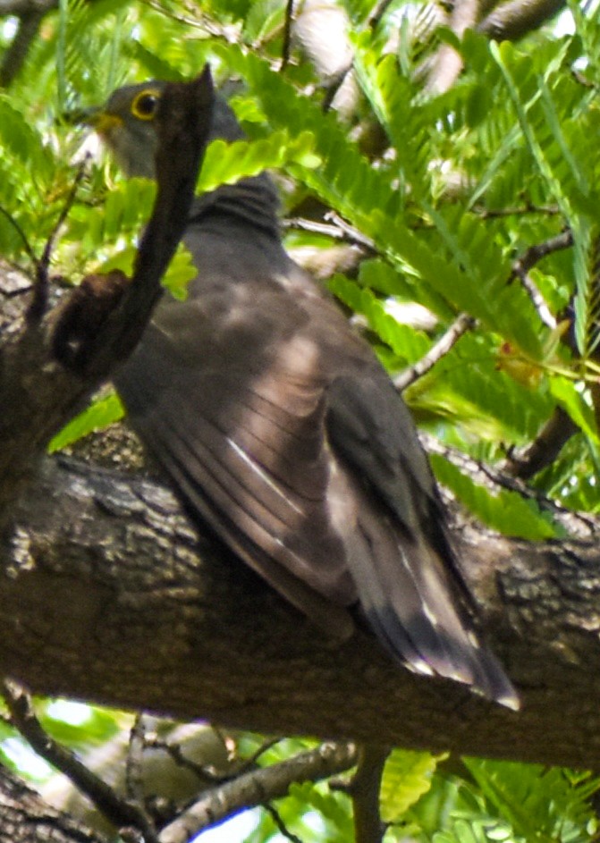 Indian Cuckoo - ML417575981