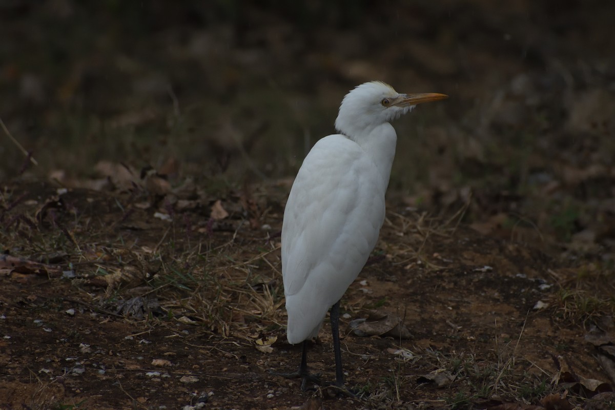 Eastern Cattle Egret - ML417576001