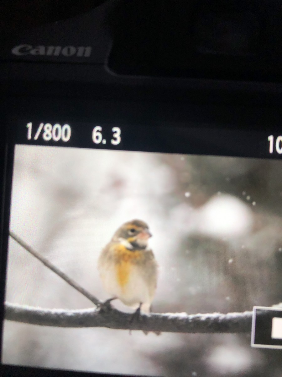 Dickcissel - ML417576281