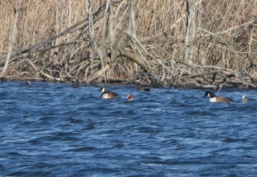 Eurasian Wigeon - ML417576461