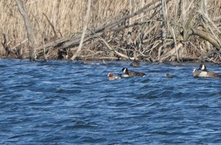 Eurasian Wigeon - ML417576571