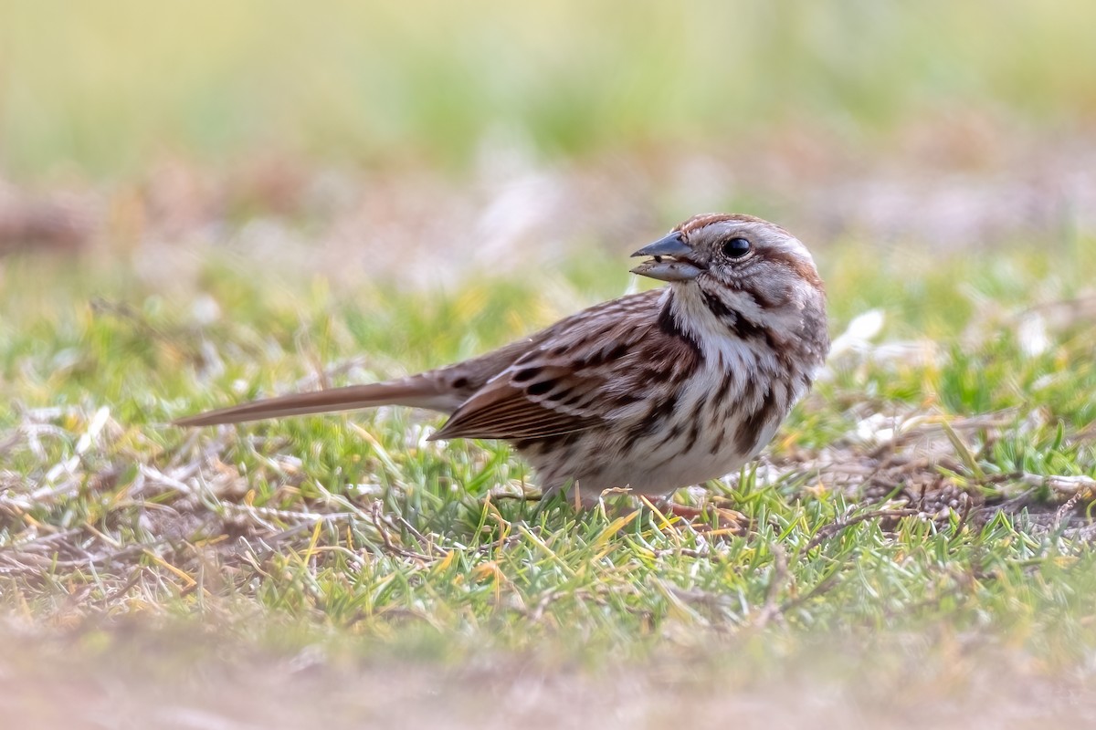 Song Sparrow (melodia/atlantica) - ML417577991