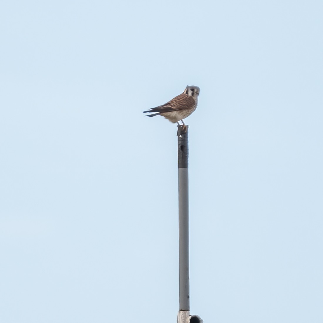 American Kestrel - ML417578081