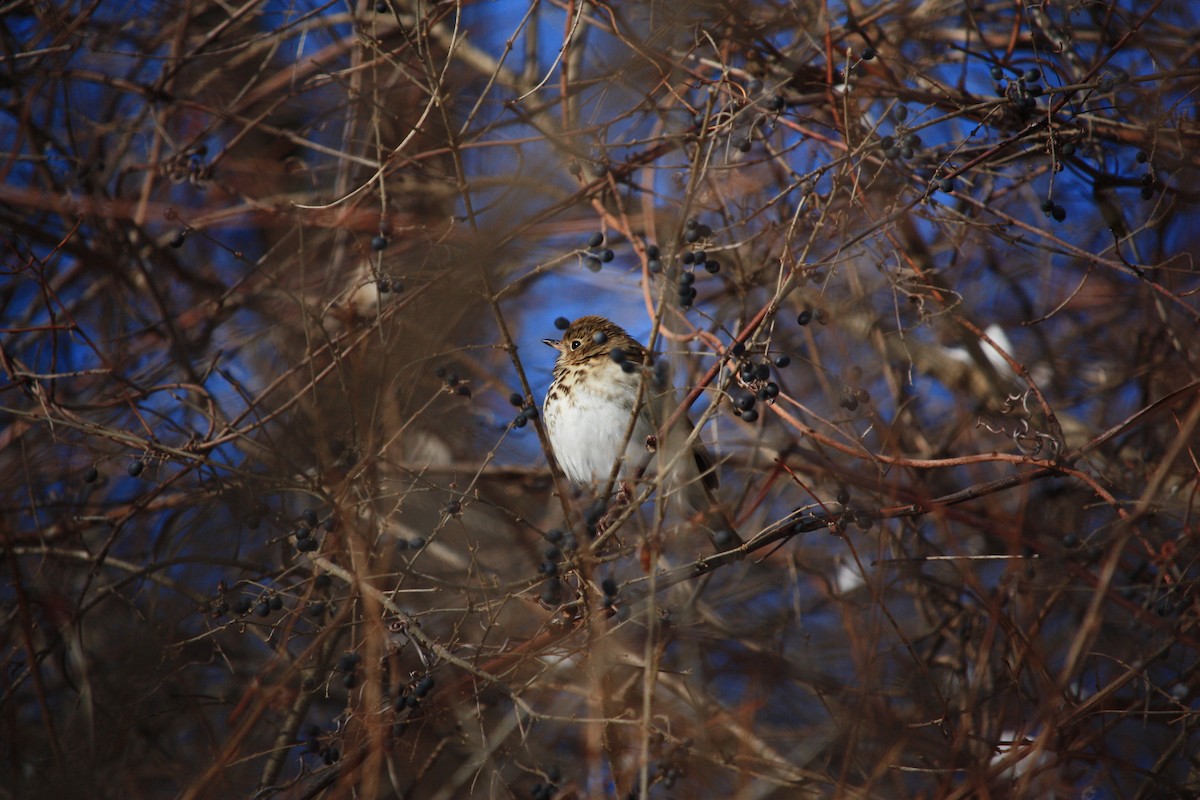 Hermit Thrush - ML417578171