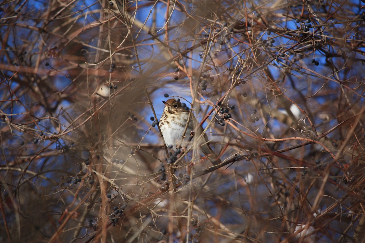 Hermit Thrush - ML417578191