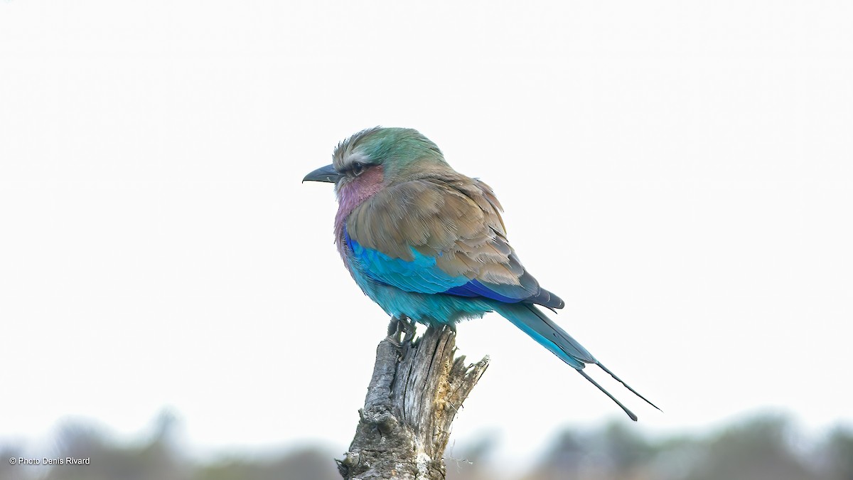Lilac-breasted Roller - ML417579391
