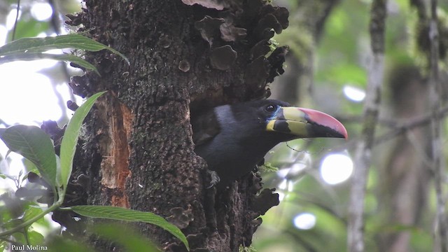 Gray-breasted Mountain-Toucan - ML417579451