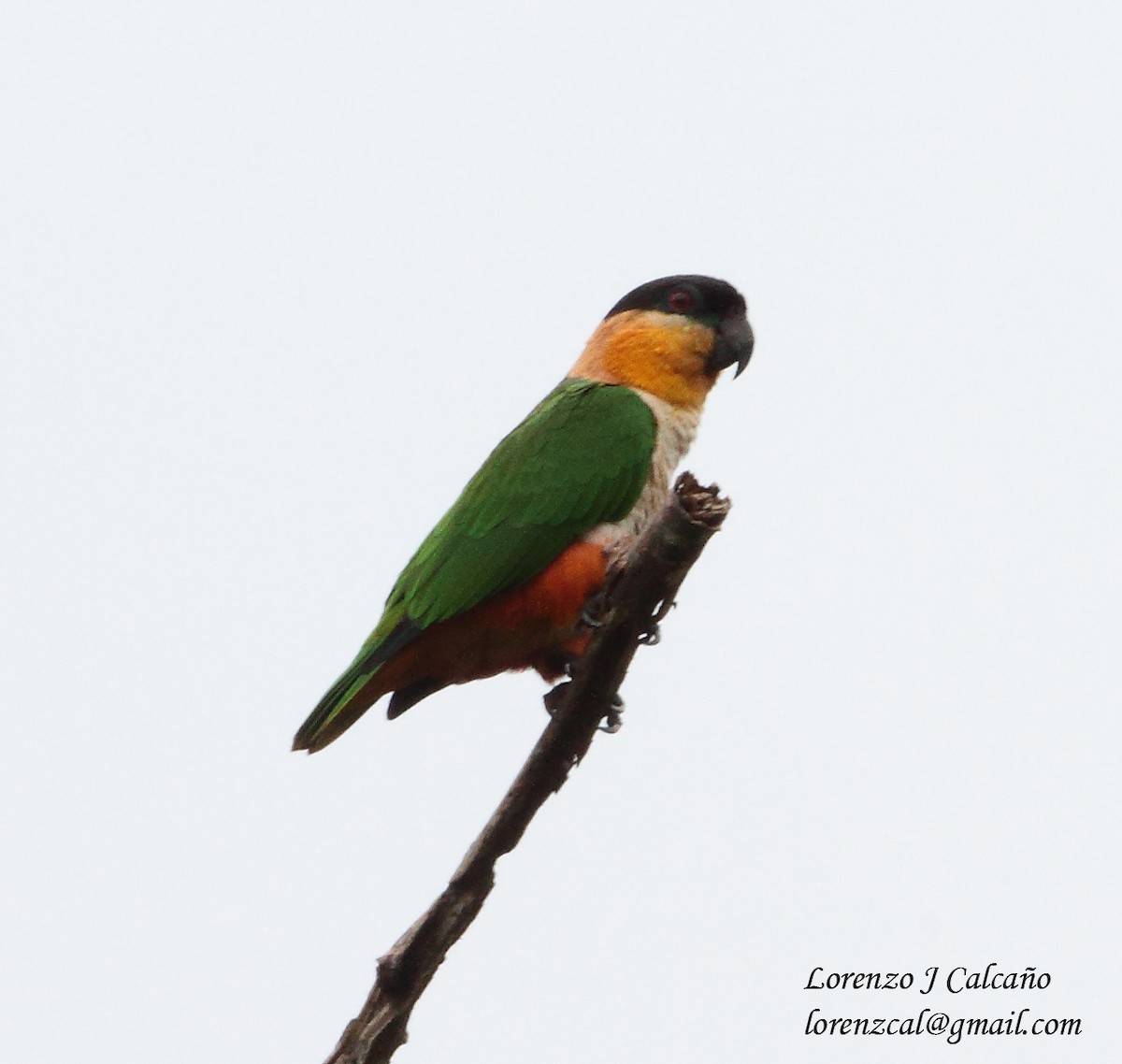 Black-headed Parrot - Lorenzo Calcaño