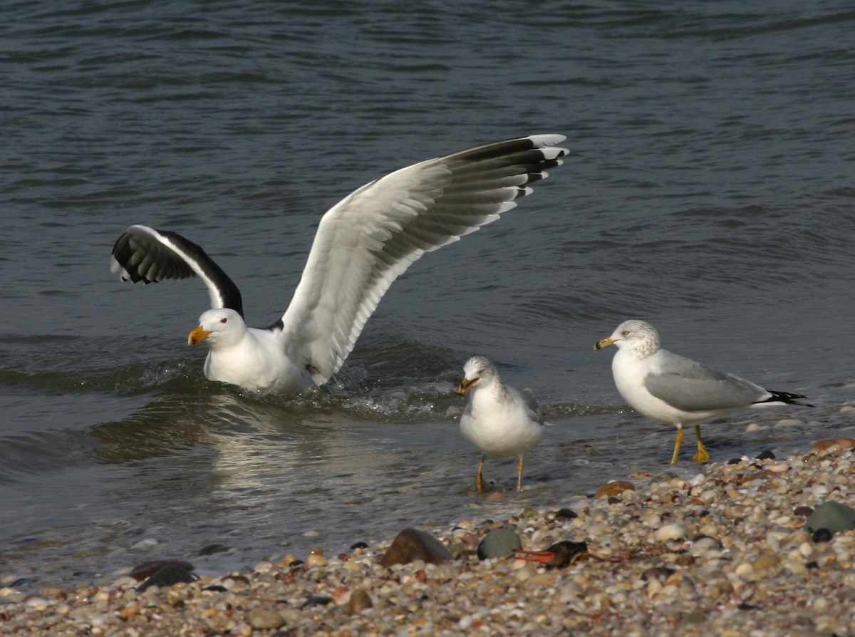 Great Black-backed Gull - ML417580841