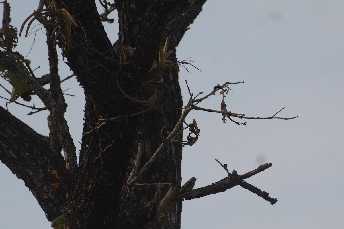 Brown-capped Pygmy Woodpecker - ML417581941