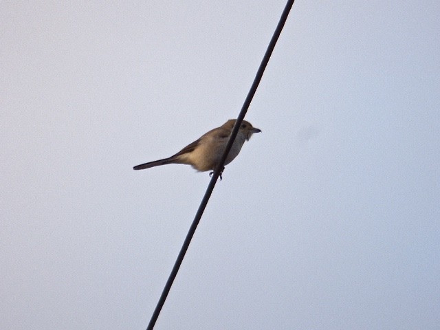 Northern Shrike - ML41758211