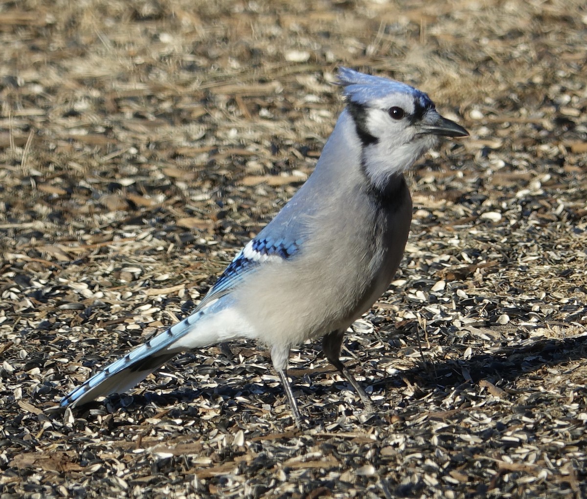 Blue Jay - ML417582181