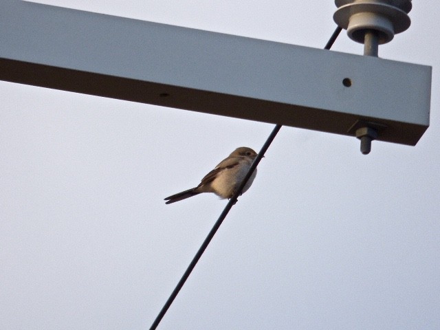 Antzandobi boreala - ML41758221