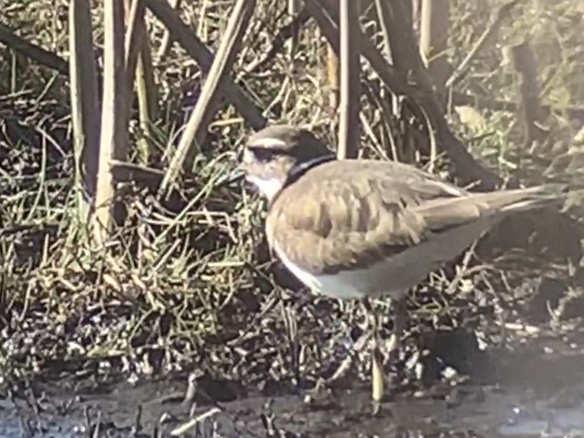 Killdeer - ML417583111