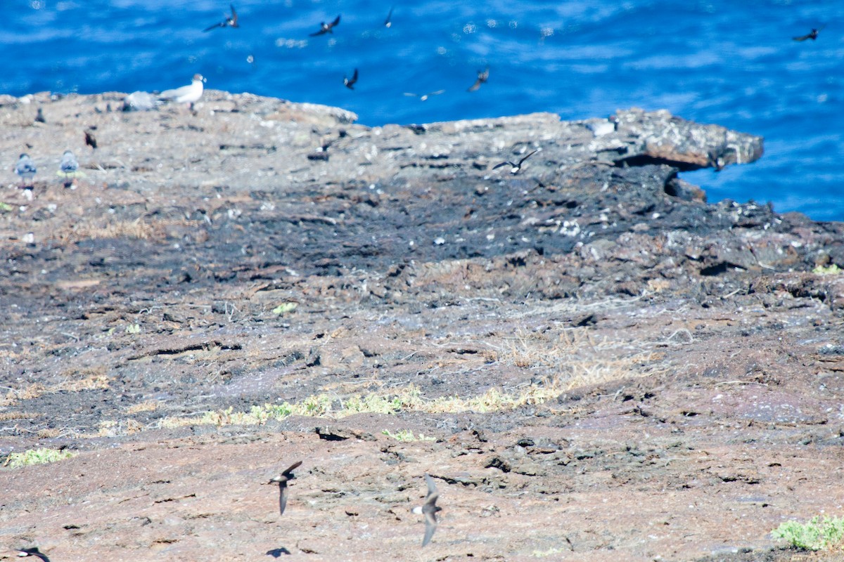 Wedge-rumped Storm-Petrel - ML417583151