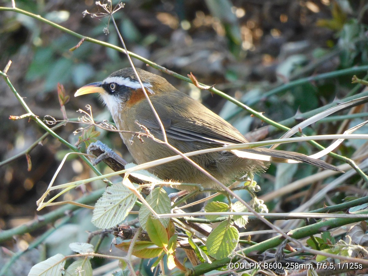 Streak-breasted Scimitar-Babbler - ML417583221