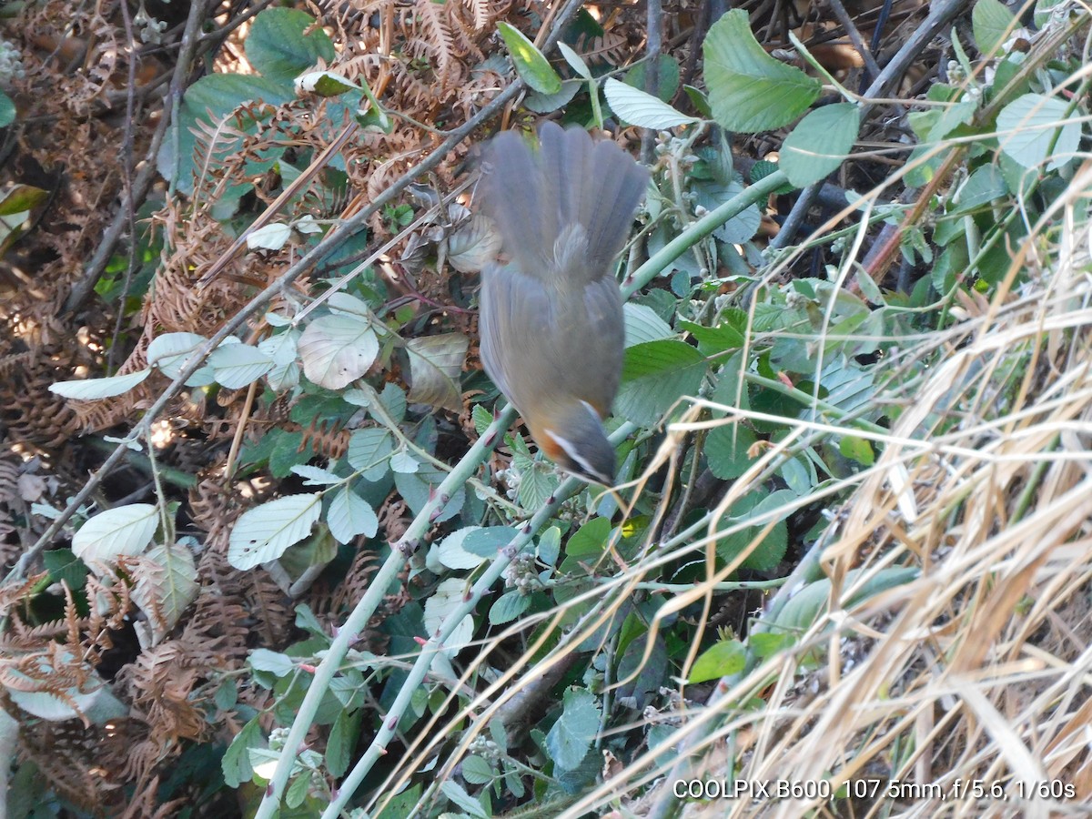 Streak-breasted Scimitar-Babbler - ML417583231