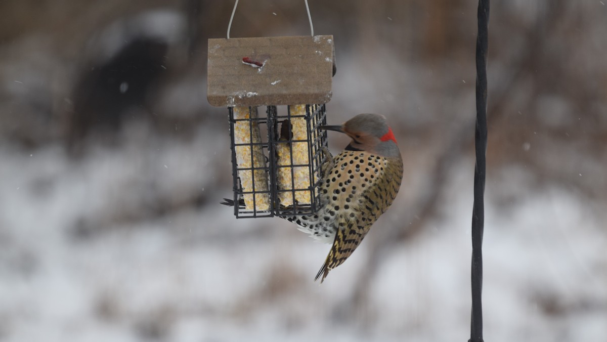 Northern Flicker (Yellow-shafted) - ML417584061