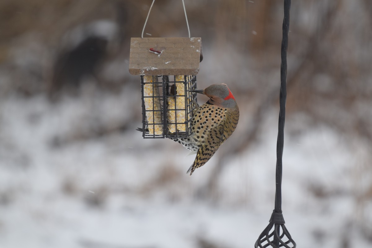 Northern Flicker (Yellow-shafted) - ML417584071