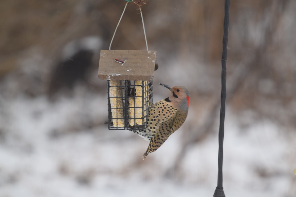 Northern Flicker (Yellow-shafted) - ML417584081