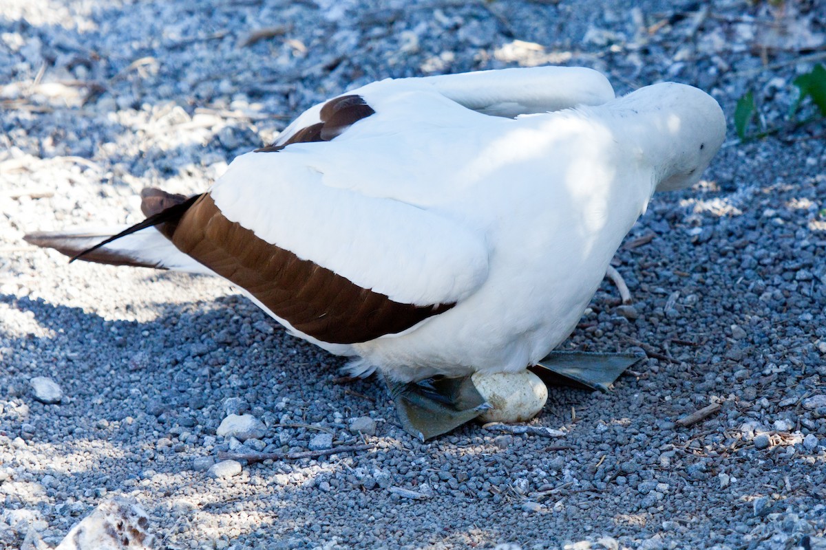 Nazca Booby - ML417584801