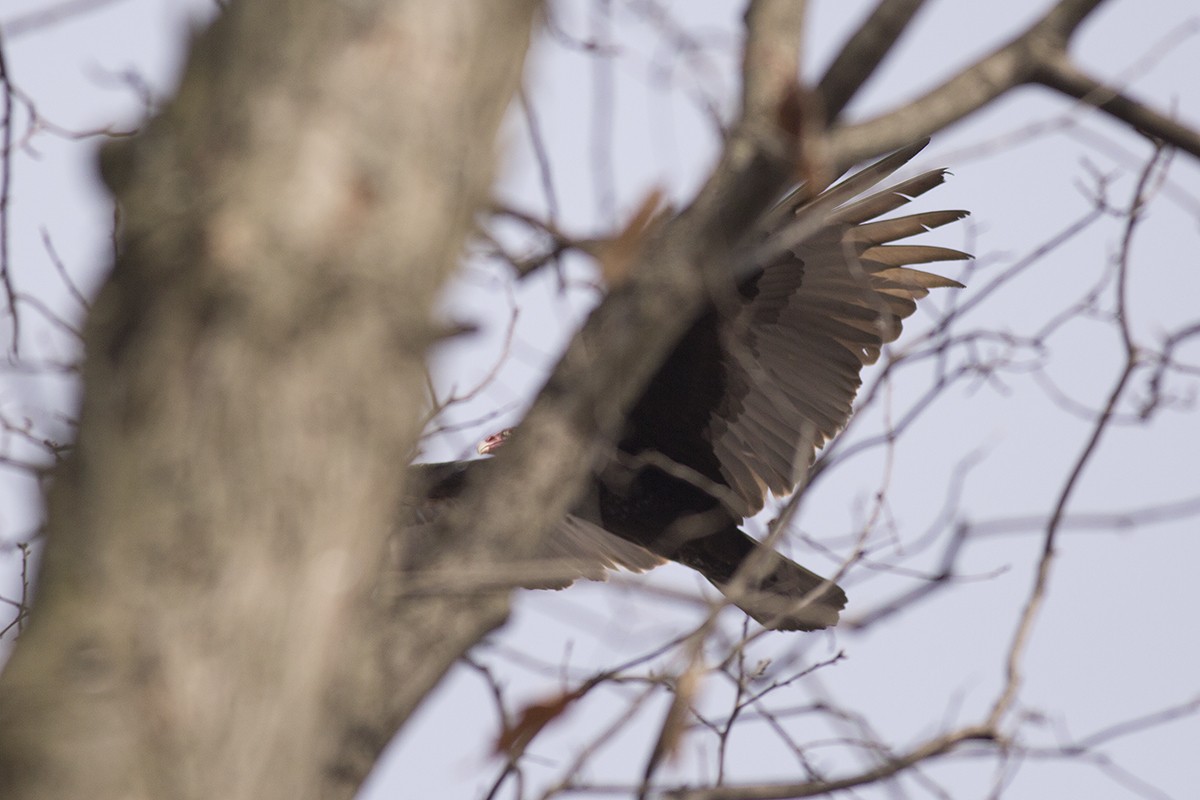 Turkey Vulture - ML417586791