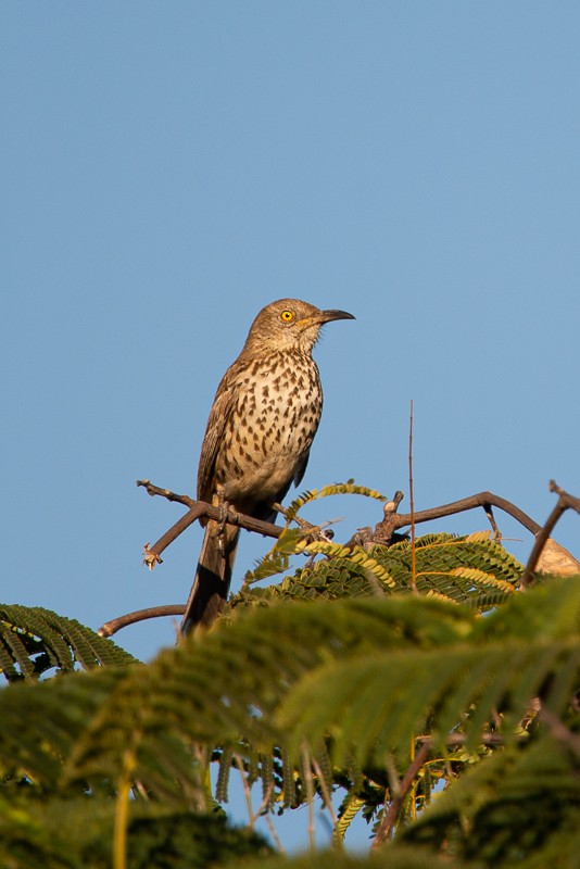 Gray Thrasher - Neil Boyle