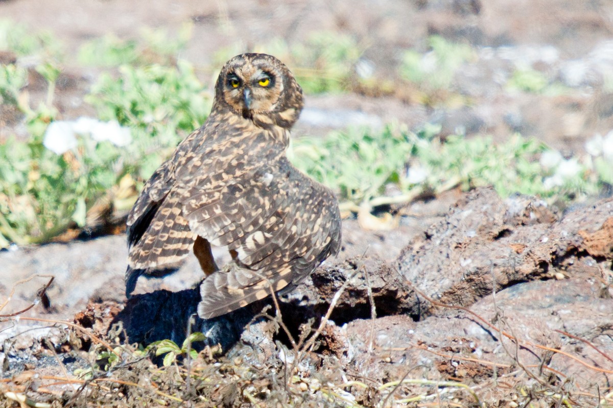 Short-eared Owl (Galapagos) - ML417587341