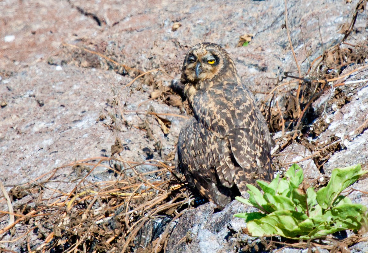 Short-eared Owl (Galapagos) - ML417587471