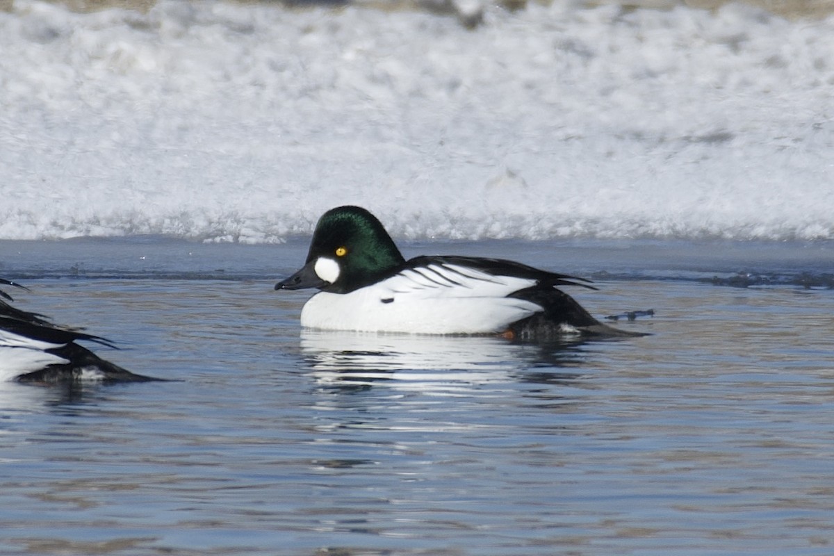 Common Goldeneye - ML417588821