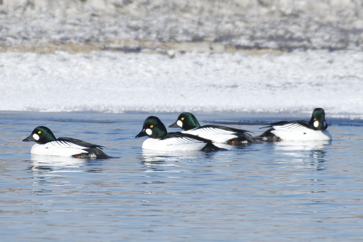 Common Goldeneye - ML417588831