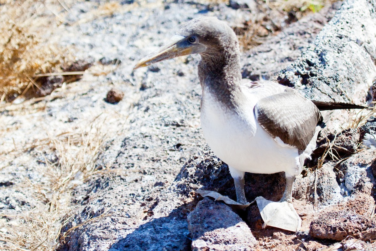 Nazca Booby - ML417588891